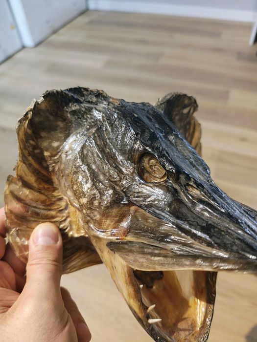 Preparowana głowa szczupaka trofeum wędkarskie