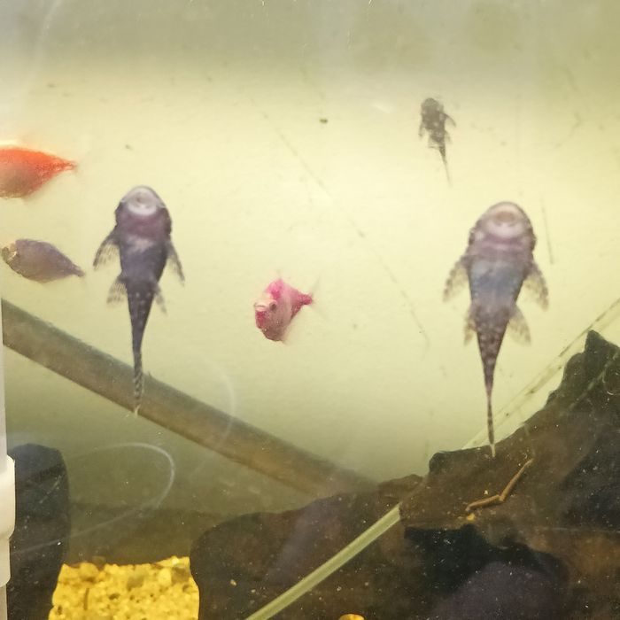 Narybek glonojada