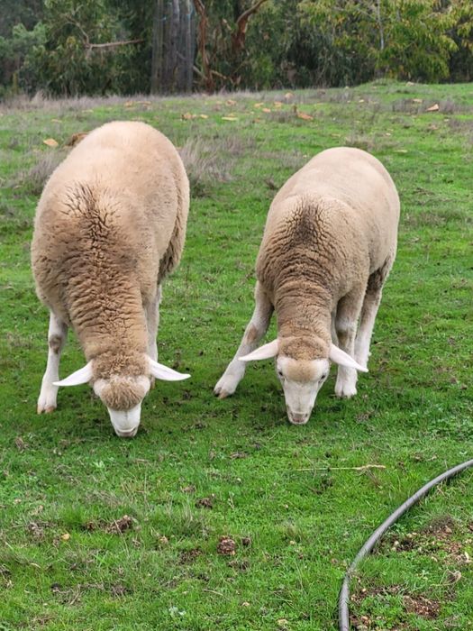 Borregos cruzados de Ile de France