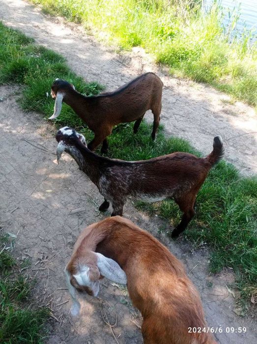 Продам Англонубійські цапки