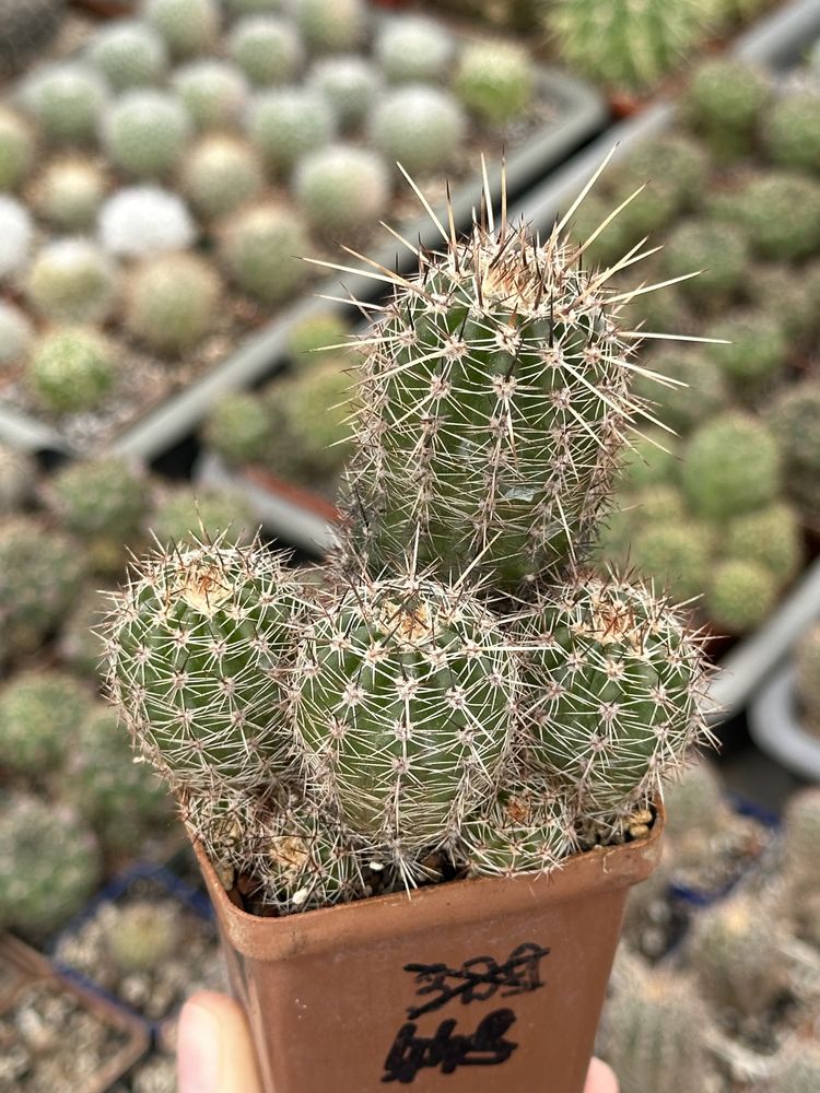 Кактус Лобівія Lobivia aurea v.shaferi