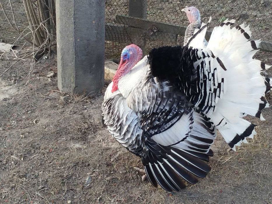 Продам індики та індички