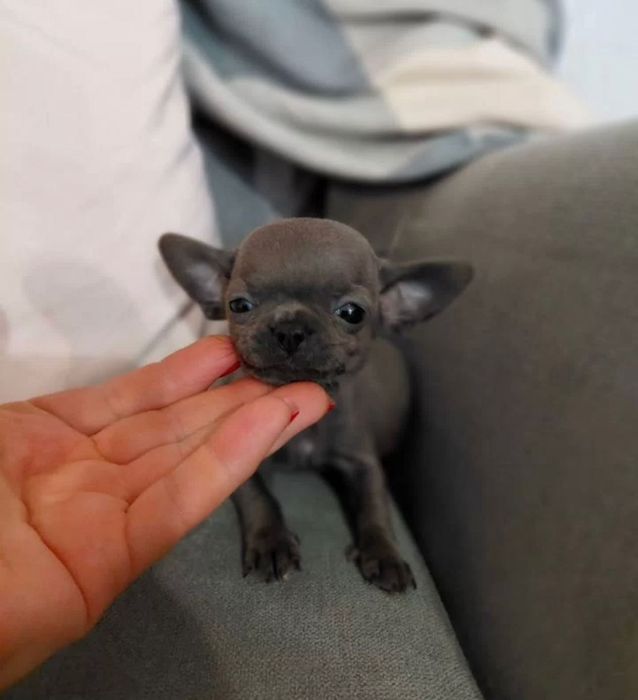 Гарна собачка чихуахуа