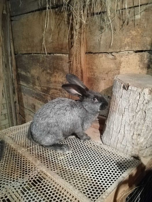 Продам кролів Потавське срібло