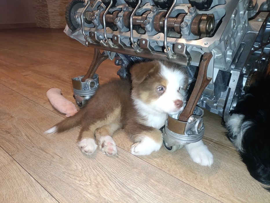 Owczarek australijski piesek red tri, długi ogon gotowy do zmiany domu