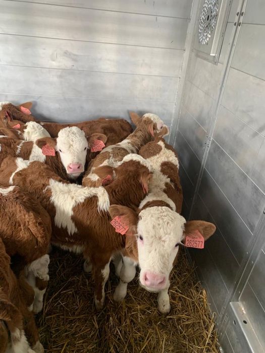 Cielęta Cielaki Byczki