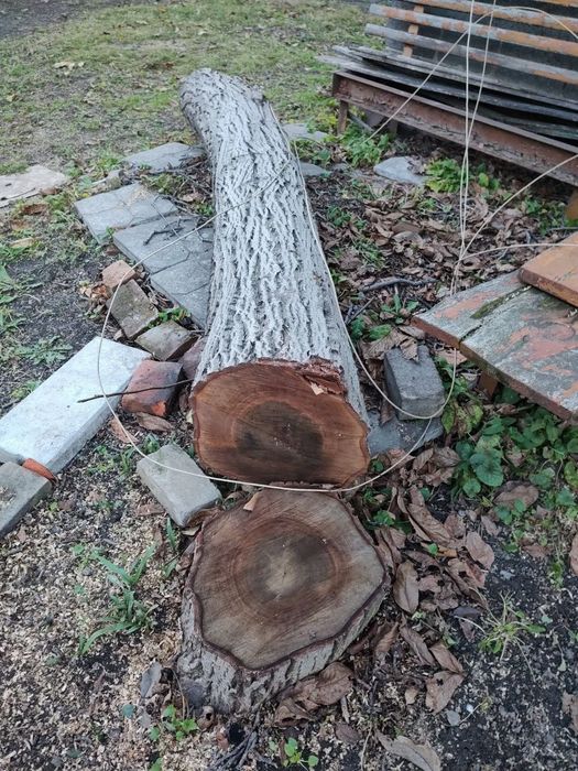 Орех, ценная порода, толстые