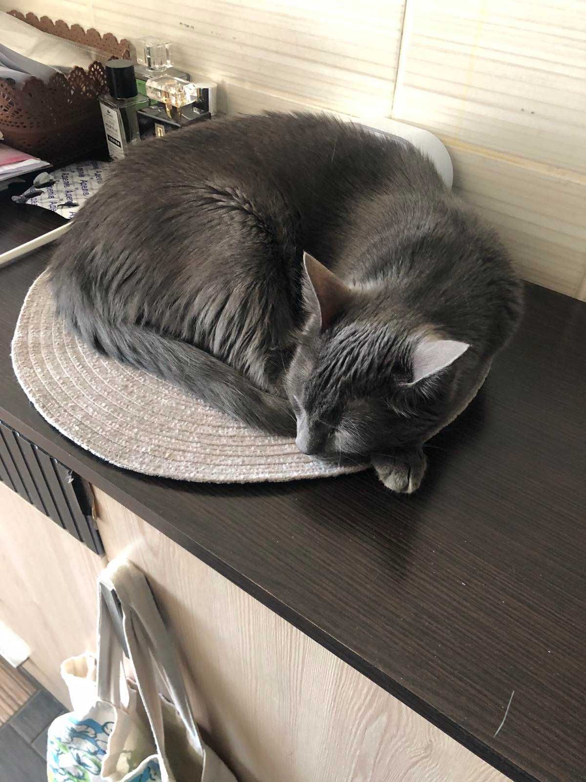 Котик сірий молодий