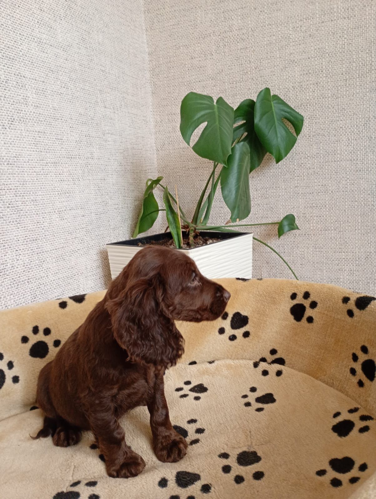 Cocker spaniel szczenię suczka
