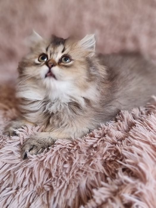 Kotka dziewczynka brytyjczyk