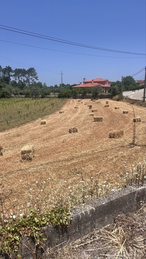 Fardos de palha