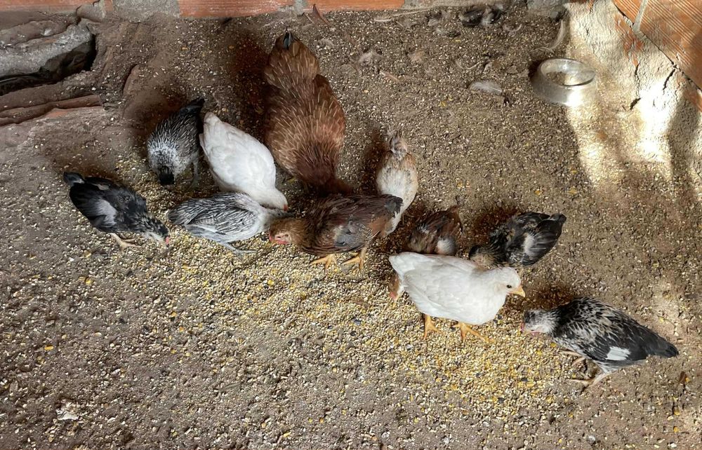 Pintainhos coquita, galinha branca e ovos verdes