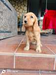 Cocker Spaniel Angielski