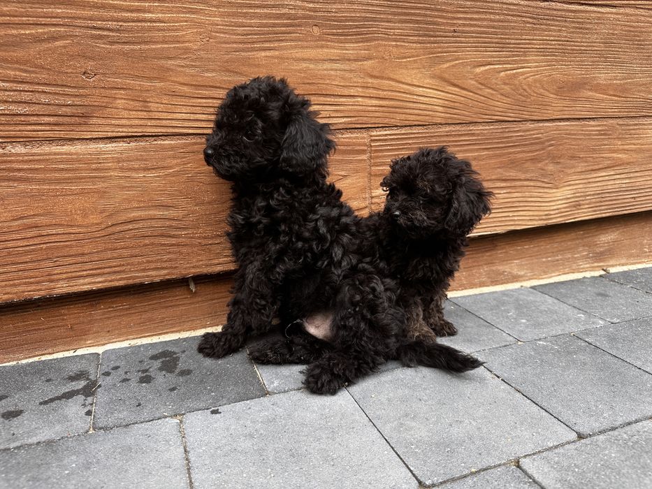 Pudel miniaturowy czarny