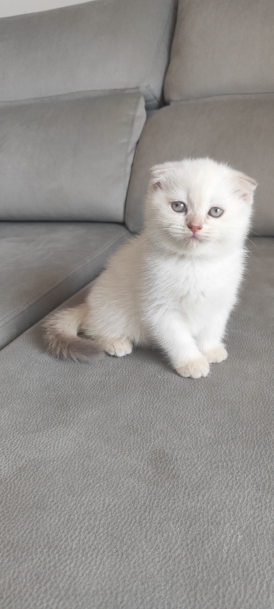 Gatinha Scottish fold