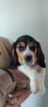 Śliczny piesek rasy Beagle