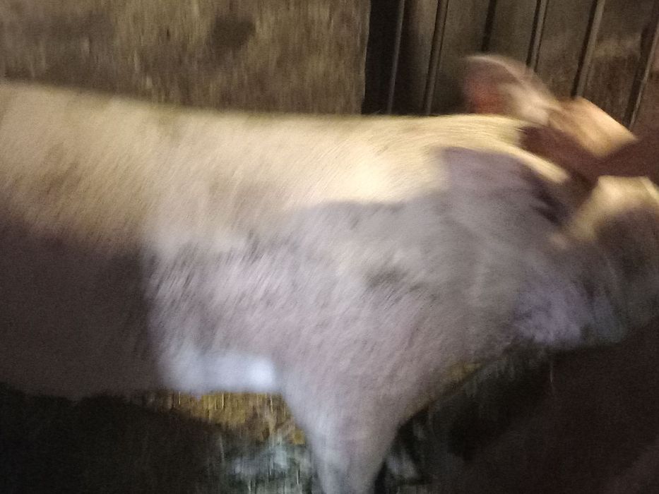 Продам домашню свиню 110 за кілограм