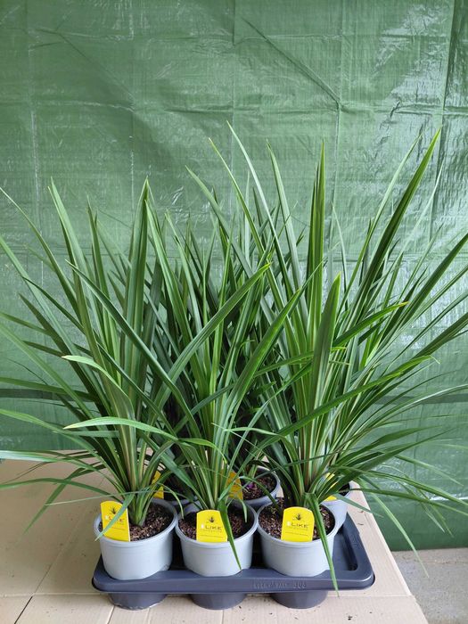 Kordylina, Cordyline 'In Peko' 80cm WYSYŁKA