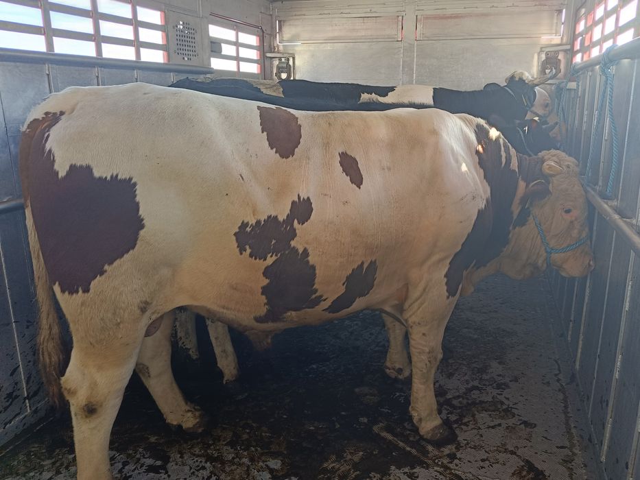 Skup i ubój  bydła