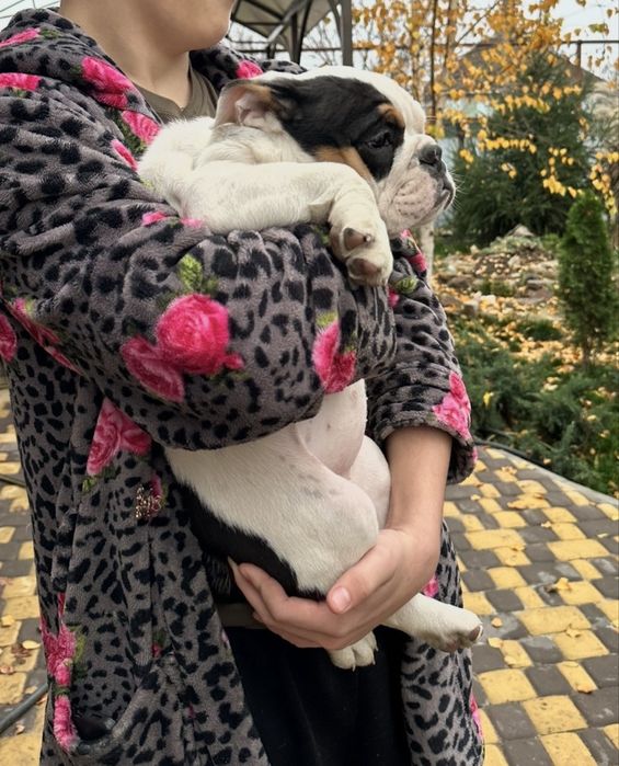 Крупна дісчинка Англійський бульдог