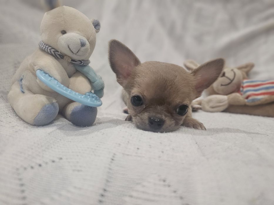 Chihuahua - krótkowłosa