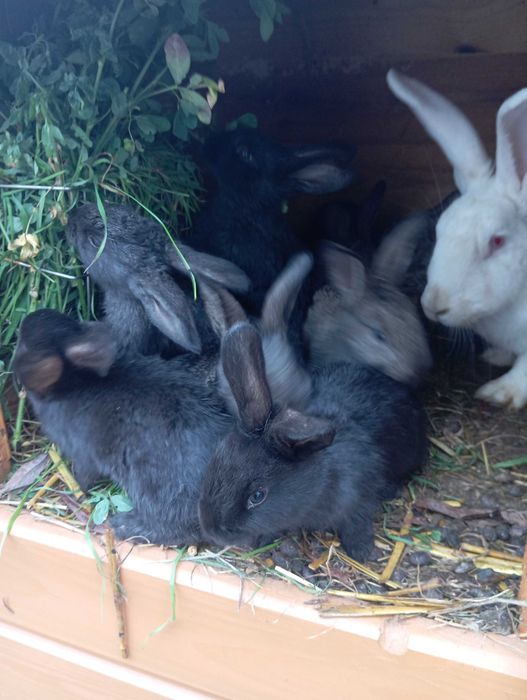 Króliki młode królik mieszaniec klapiok srokacz niebieski