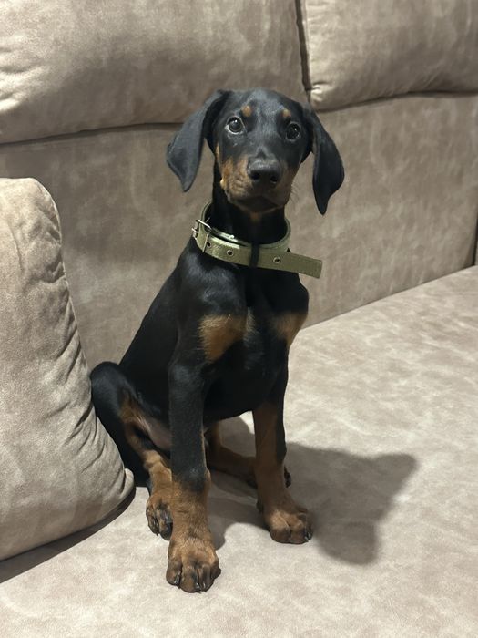 Продаю щенка добермана 2 месяца