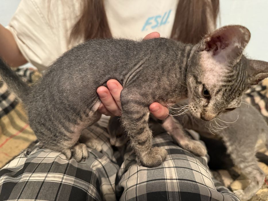 Коты Канадский Сфинкс