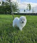 Samoyed ZKWP FCI doskonały rodowód