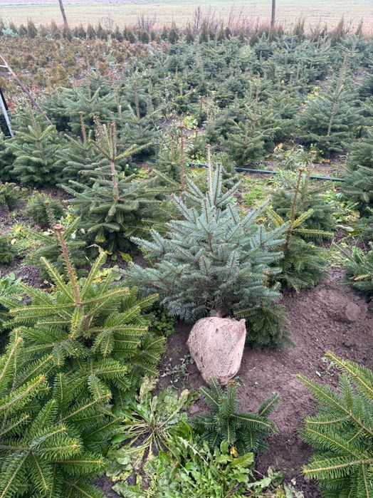 CHOINKI jodły kaukaskie 50zl