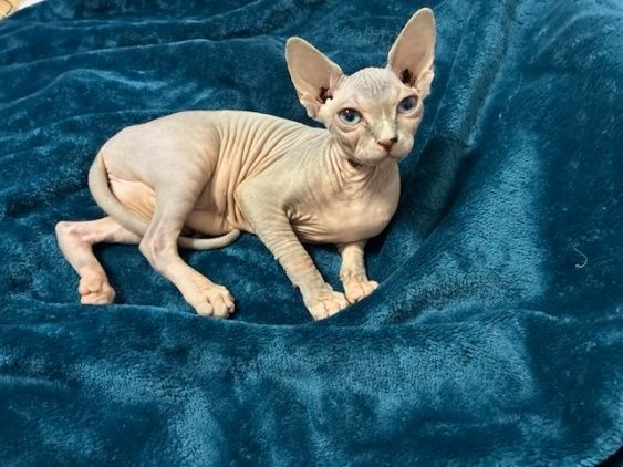 Kota Sfinks kanadyjski FPL