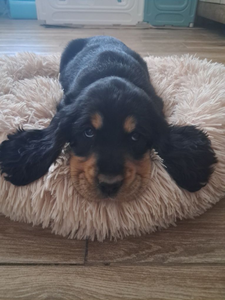 Cocker spaniel angielski Gotowy do zmiany domu