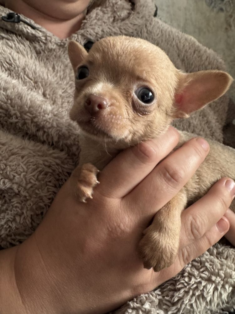 piesek chihuahua