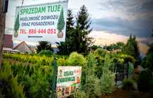 Sprzedaż Tuji szmaragd