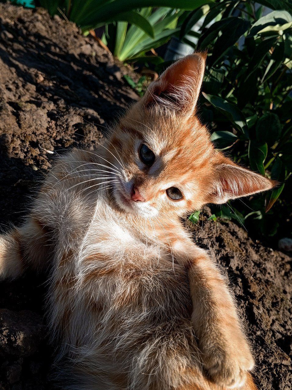 Віддам чудових кошенят