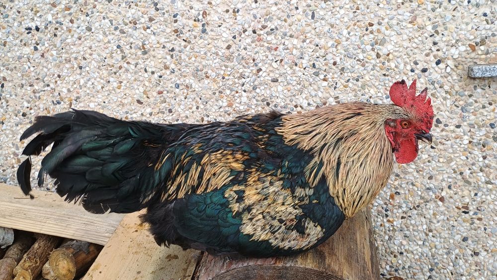 Koguty chowane od jajka