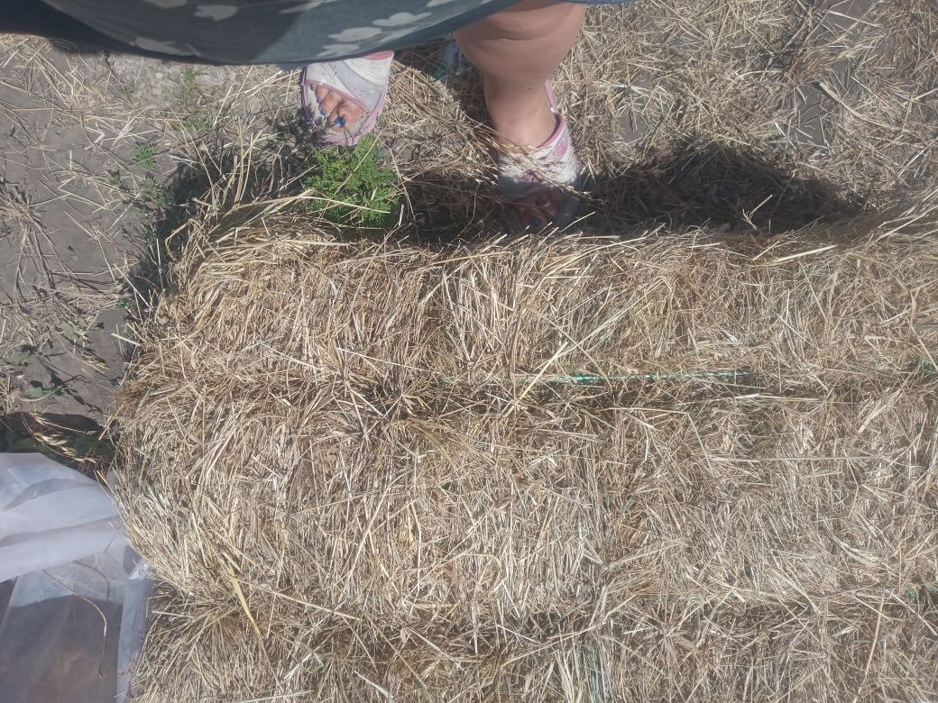 Продається сіно тюковане
