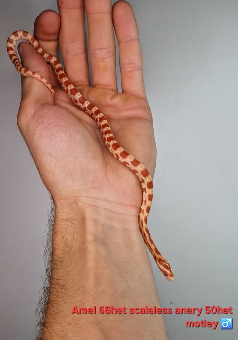 Waz zbożowy węże samce I samiczki het scaleless