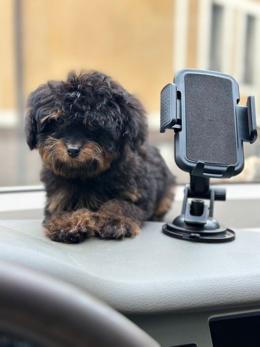 Мальтіпу/той пудель фантом