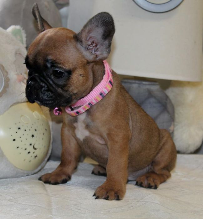 Розкішні французики