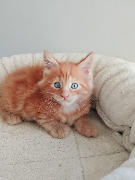 Kocurek Maine Coon Rodowód FPL