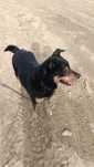 Neon do adopcji- wykastrowany