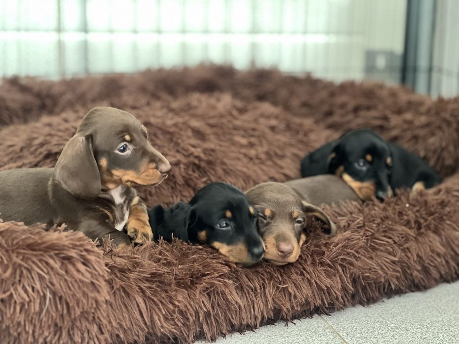 Teckel Kaninchen