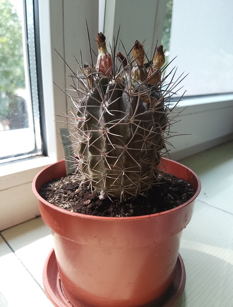 Кактус Neochilenia fobeana