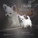 Chihuahua po Ch Pl  z rodowodem ZKwP. FCI