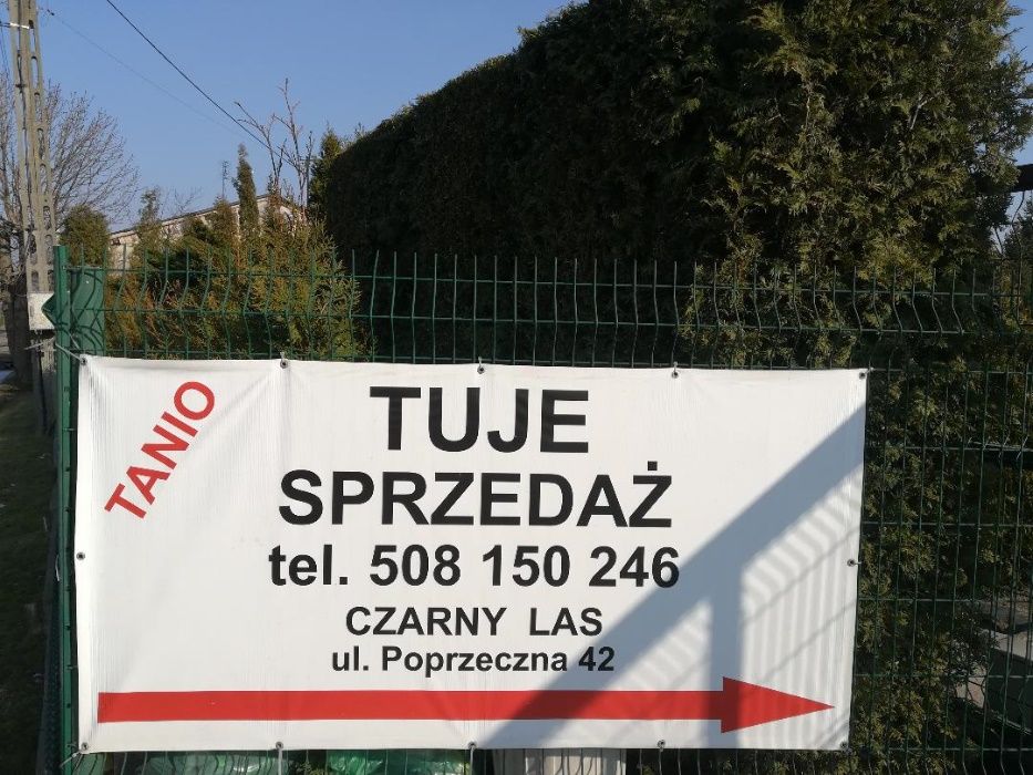 Tuja thuje szmaragd,żywotnik zachodni wysokość 1,80 metra w cenie 80zł