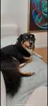 Cão adulto adopção responsável