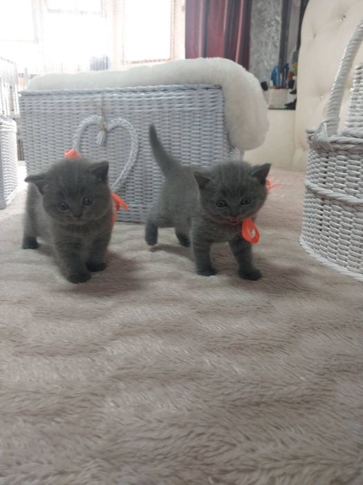 Котята шотландцы