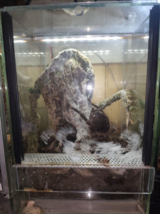 Lasidora parahybana samica 7dc wraz z terrarium