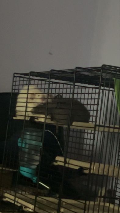 Szczurki plus klatka z dodatkami w środkó